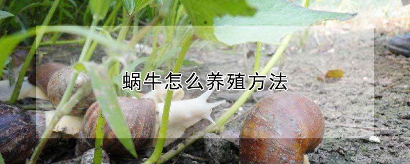 蜗牛怎么养殖方法（蜗牛的养殖方法和注意事项）