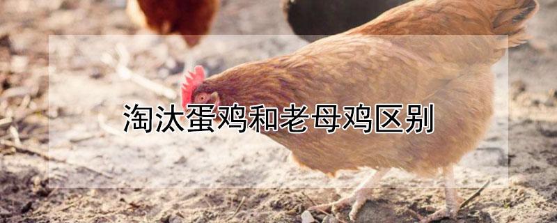 淘汰蛋鸡和老母鸡区别 什么是淘汰鸡和老母鸡的区别
