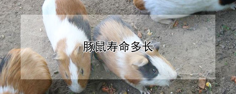 豚鼠寿命多长（豚鼠寿命多长时间?）
