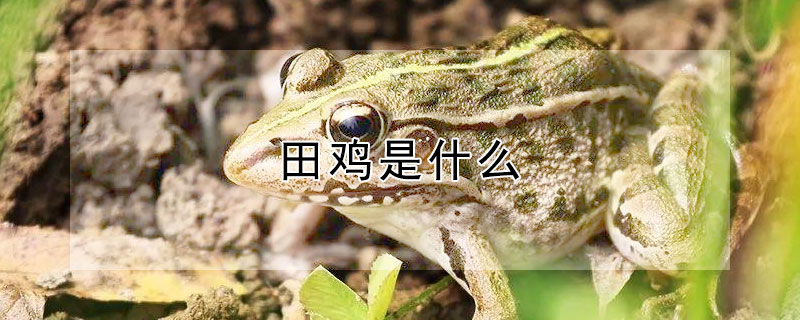 田鸡是什么（田鸡是什么的俗称）
