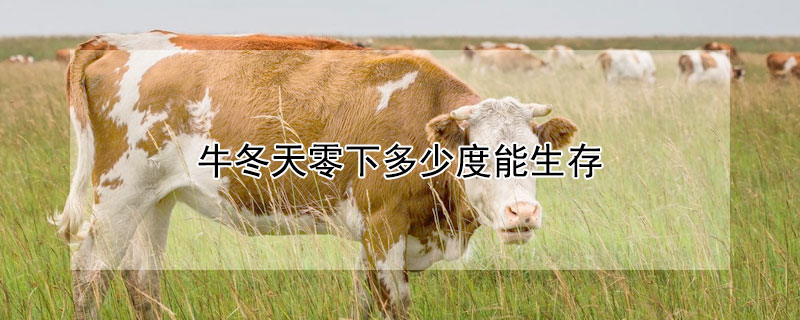 牛冬天零下多少度能生存（牛冬天多少度会冻死）