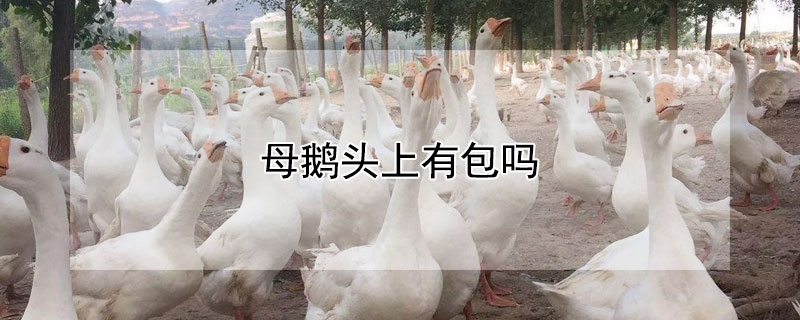 母鹅头上有包吗（母鹅头上长的包是什么）