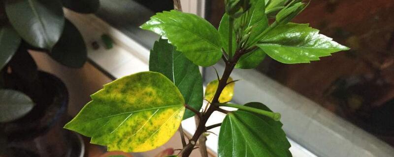 花叶子发黄是什么原因 家里的花叶子发黄是什么原因