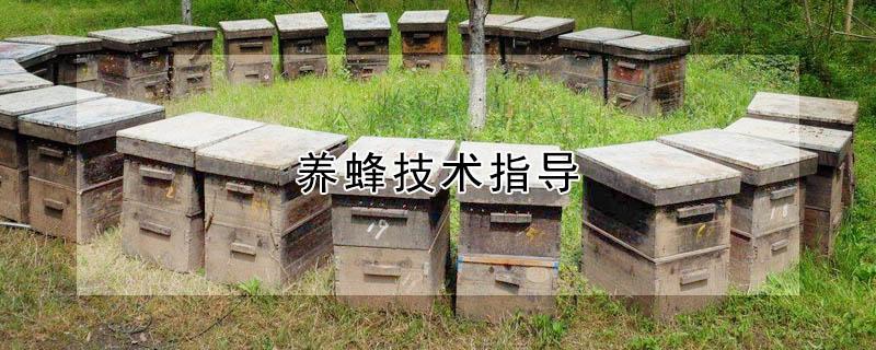 养蜂技术指导 养蜂技术指导书籍