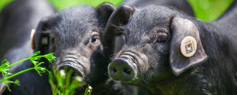 养猪怎么养 新手养猪怎么养