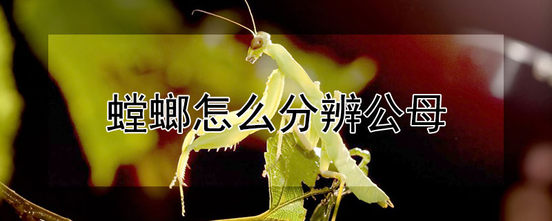 螳螂怎么分辨公母（白天在哪里抓螳螂最多）