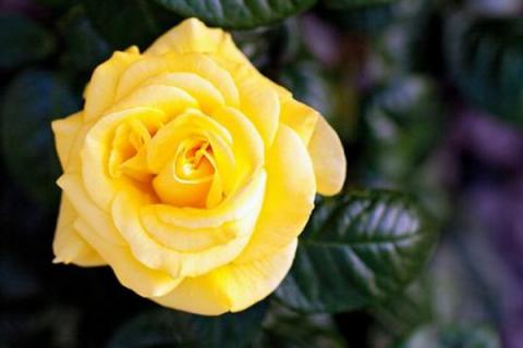 黄玫瑰代表分手吗