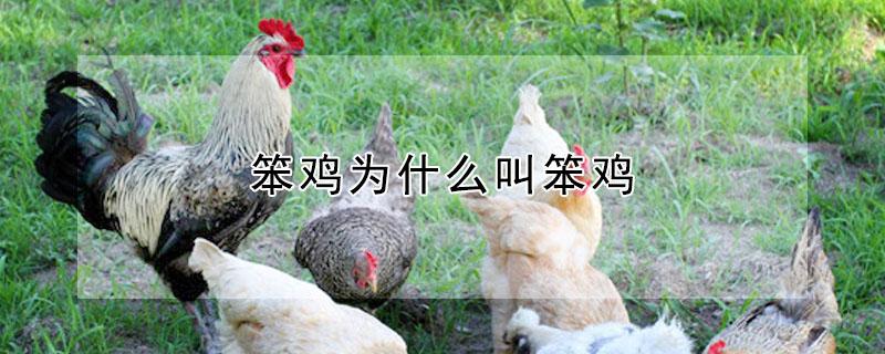 笨鸡为什么叫笨鸡（为啥叫笨鸡）