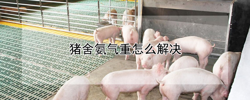 猪舍氨气重怎么解决 猪场氨气的消除办法