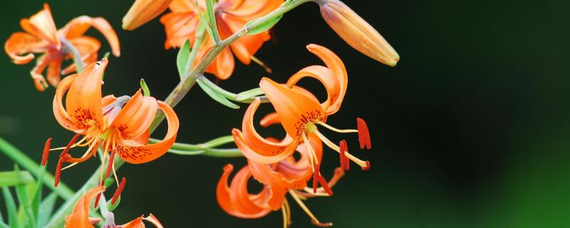 卷丹百合可以食用吗（卷丹百合可以食用吗?副作用）