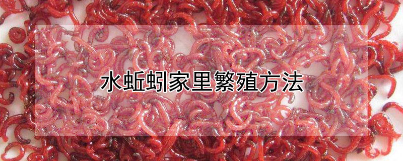 水蚯蚓家里繁殖方法 水蚯蚓家里繁殖方法图片