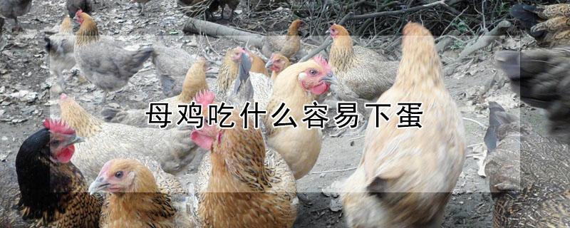 母鸡吃什么容易下蛋（家养母鸡吃什么容易下蛋）