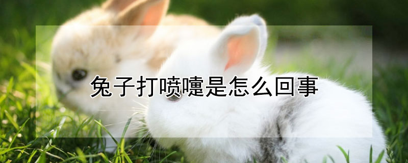 兔子打喷嚏是怎么回事（兔子打喷嚏是怎么回事?）