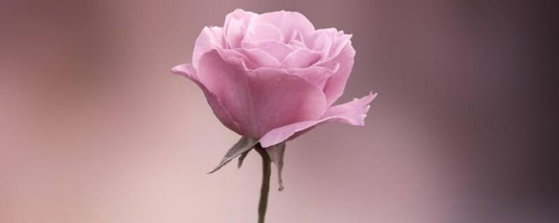 第一次表白送什么花 表白适合送什么花