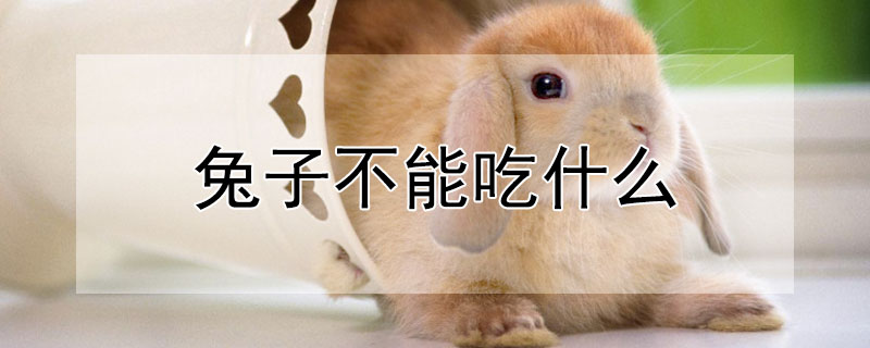 兔子不能吃什么（兔子不能吃什么草和什么蔬菜）