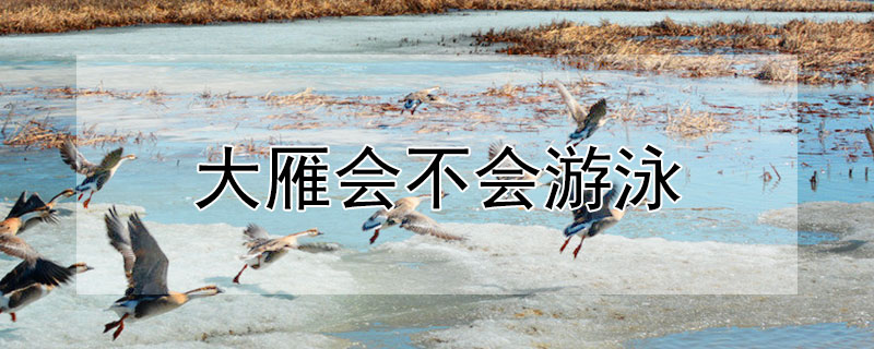 大雁会不会游泳 大雁会不会游泳百度百科