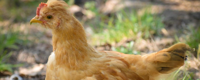 怎样养鸡不生病又长得快 养鸡500只利润