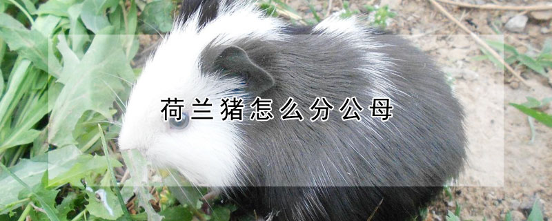 荷兰猪怎么分公母（荷兰猪怎么训练听话跟人走）