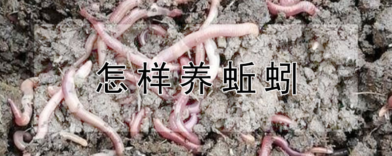 怎样养蚯蚓（怎样养蚯蚓视频）