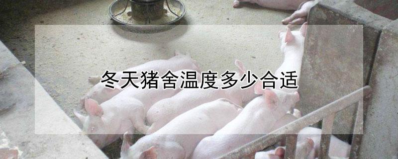 冬天猪舍温度多少合适（冬天猪舍温度多少度最好）