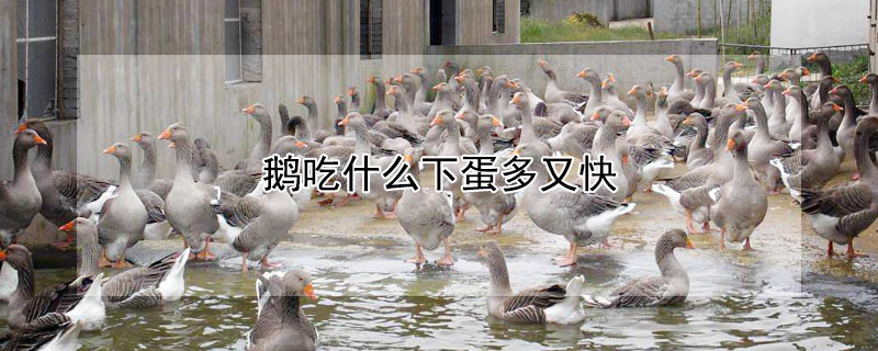 鹅吃什么下蛋多又快 鹅一般几个月开始产蛋