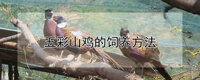 五彩山鸡的饲养方法 五彩山鸡的饲养方法和配料