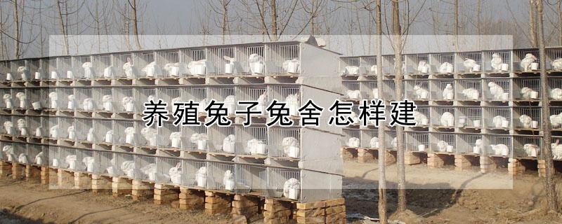 养殖兔子兔舍怎样建（家兔养殖兔舍建造）