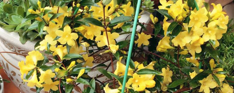 法国香水花有毒吗 法国香水花有毒为什么还卖