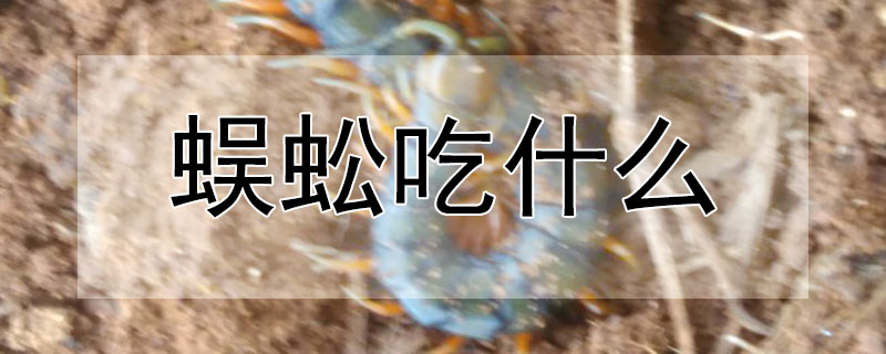 蜈蚣吃什么（蜈蚣吃什么东西作为食物视频）