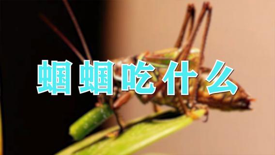 蝈蝈吃什么 蝈蝈吃什么最好