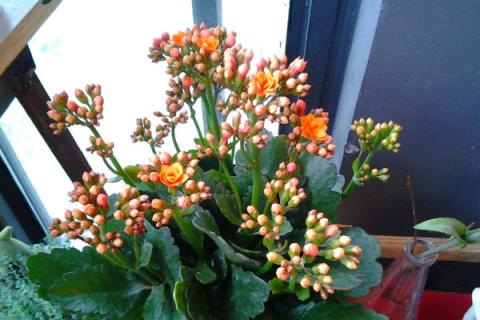 过生日送什么花好