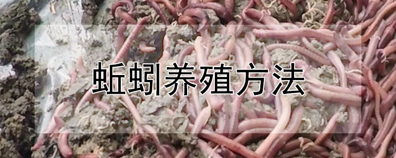 蚯蚓养殖方法 蚯蚓养殖方法视频教程