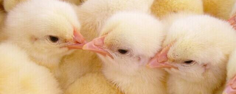 鸡苗怎么养成活率高 养鸡必备的三种药