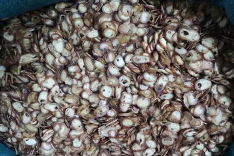 鹿鞭片的功效与作用（鹿鞭片的功效与作用吃法）