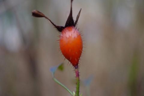 男人吃金樱子的功效与作用 金樱子男人吃了有什么好处