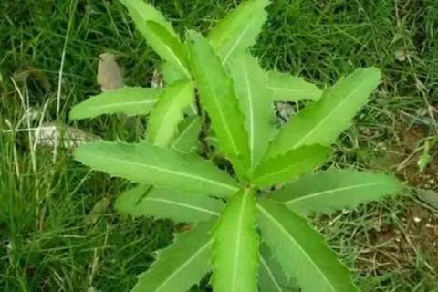 刺儿菜的功效与作用（刺儿菜的功效与作用及禁忌）