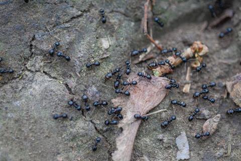 黑蚂蚁的功效与作用 黑蚂蚁的功效与作用,禁忌和食用方法