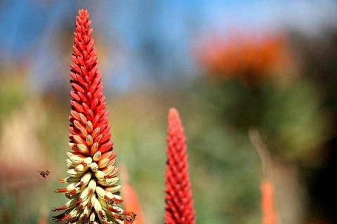 芦荟花的功效与作用（芦荟花的功效与作用及食用方法）