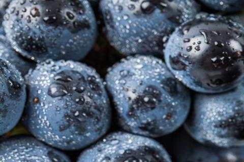 刺葡萄的功效与作用（刺葡萄与普通葡萄的区别）