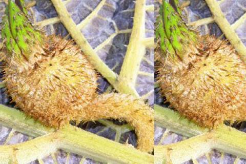 鸡头梗菜的功效与作用（鸡头梗菜的功效与作用禁忌）