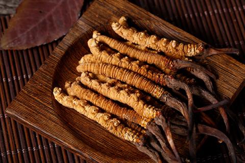 冬虫草的功效与作用（冬虫草的功效与作用中用法）