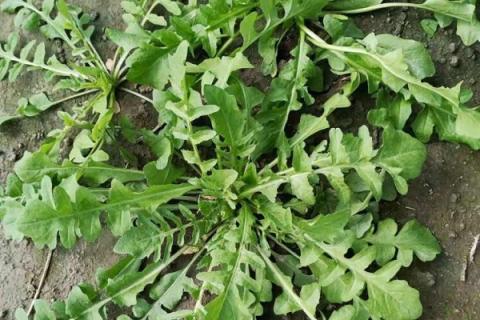 曲曲菜的功效与作用 曲曲菜的功效与作用图片