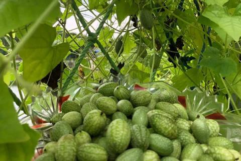 拇指西瓜的功效与作用（拇指西瓜种植方法和时间）