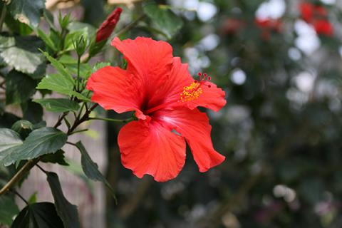 大红花的功效与作用（藏红花作用与功效）