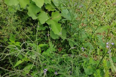 铁马鞭的功效与作用 铁马鞭的功效与作用及副作用