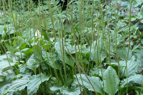 车钱草的功效与作用（金钱草的功效与作用）