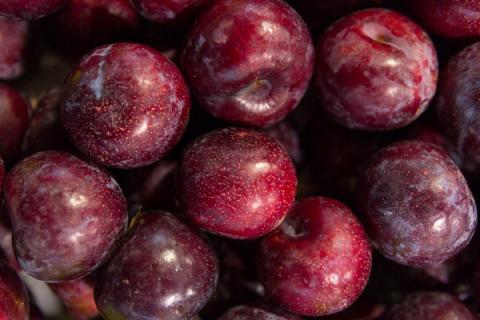 黑李子果的功效与作用 黑李子果的功效与作用图片