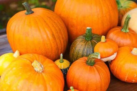 窝瓜的功效与作用（窝瓜的功效与作用及营养价值）