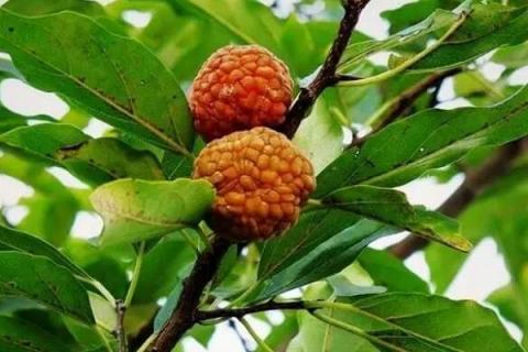 柘树果实的功效与作用（柘树果实的功效与作用,柘树果实的副作用）