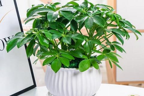 鸭脚木的功效与作用（有刺鸭脚木的功效与作用）